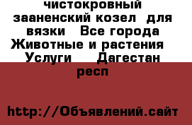 чистокровный зааненский козел  для вязки - Все города Животные и растения » Услуги   . Дагестан респ.